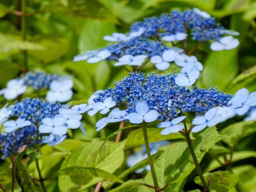 ヤマアジサイ