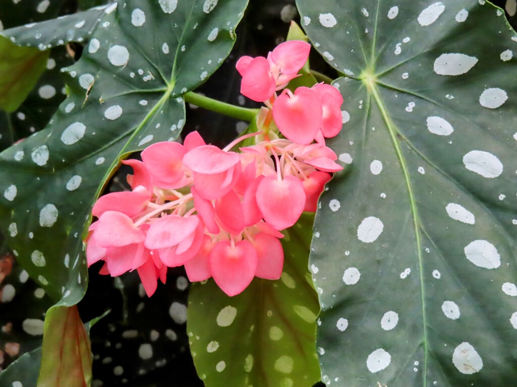 ベゴニア・マクラータ