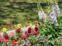 金魚草とデルフィニウムの花壇