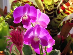 デンドロビウム・ビギバム