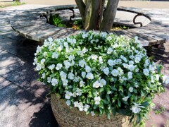 ビオラ・トリコロール