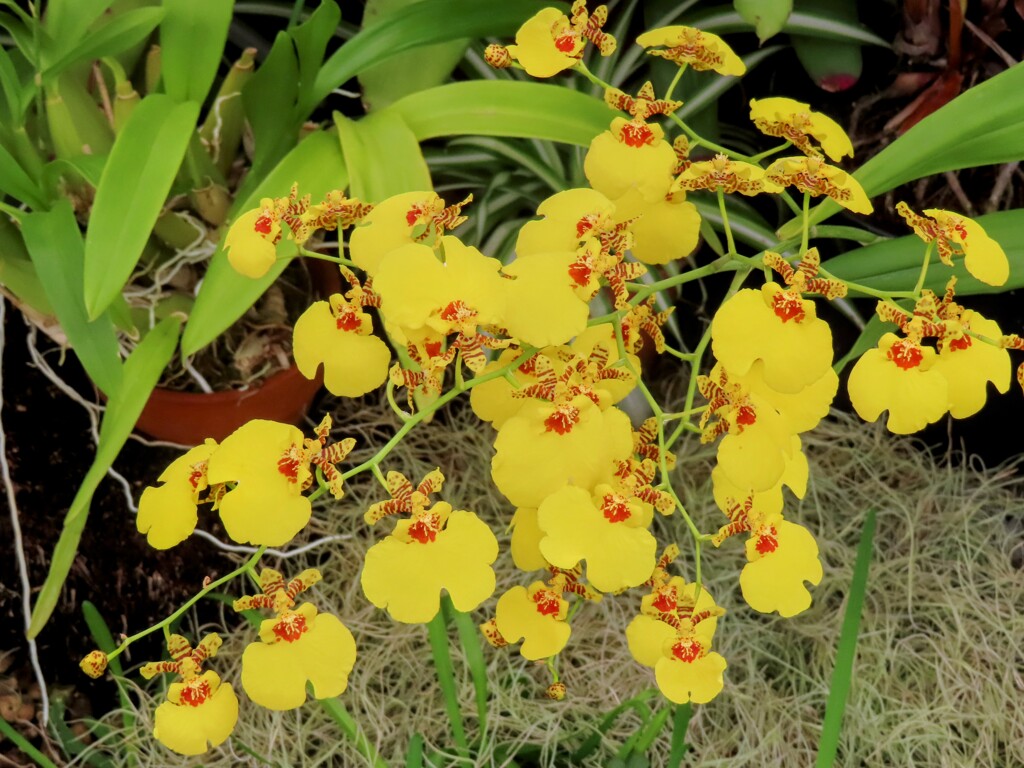 ロシオグロッサム・アンプリアタム