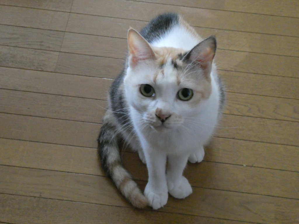 チュールおくれ