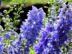 デルフィニウム・エラツム