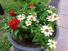 メキシコヒャクニチソウの鉢