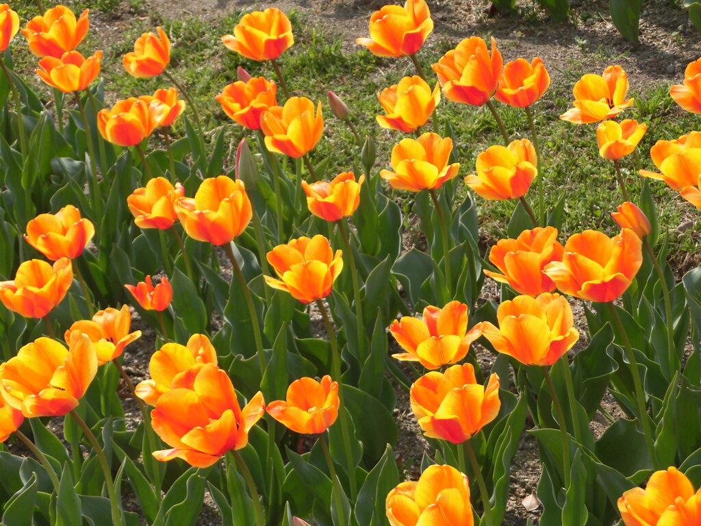 オレンジ色のチューリップ