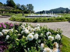 白いダリアと噴水