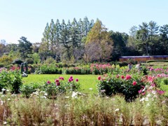 フラワーセンターにて