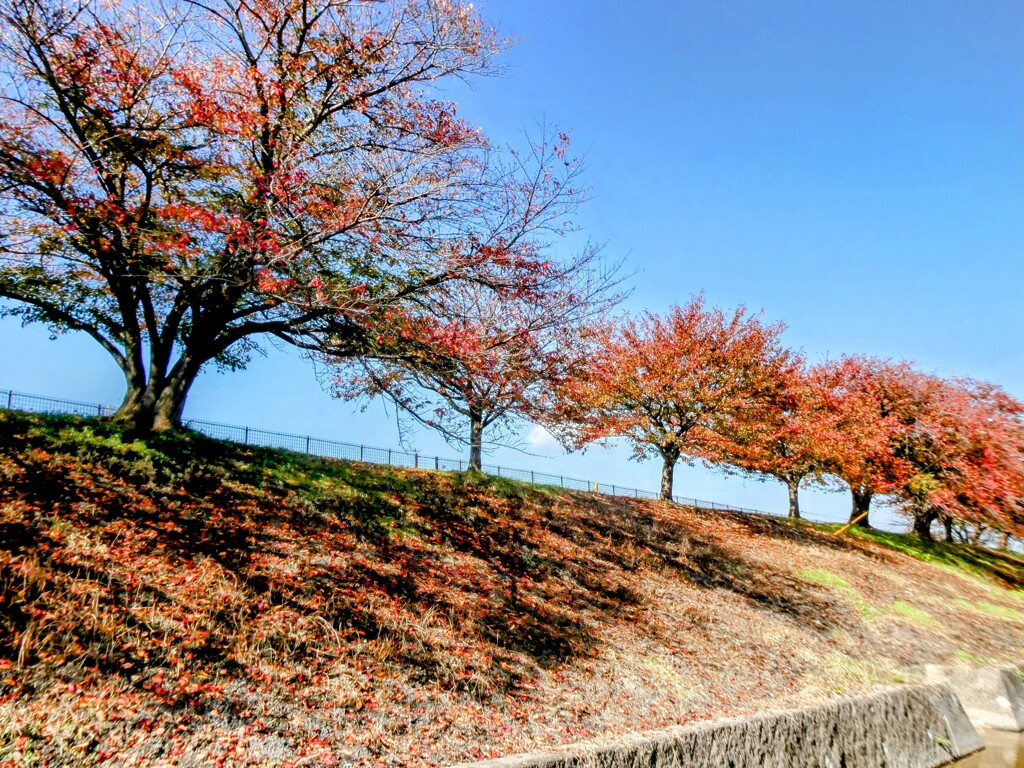 土手