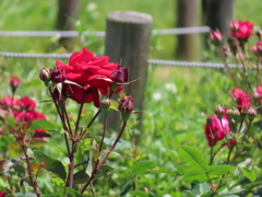 チャイナローズ