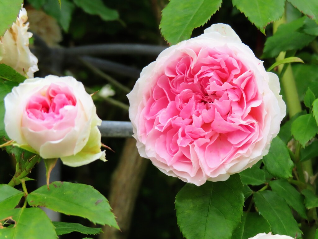 ロサ・ケンティフォリア