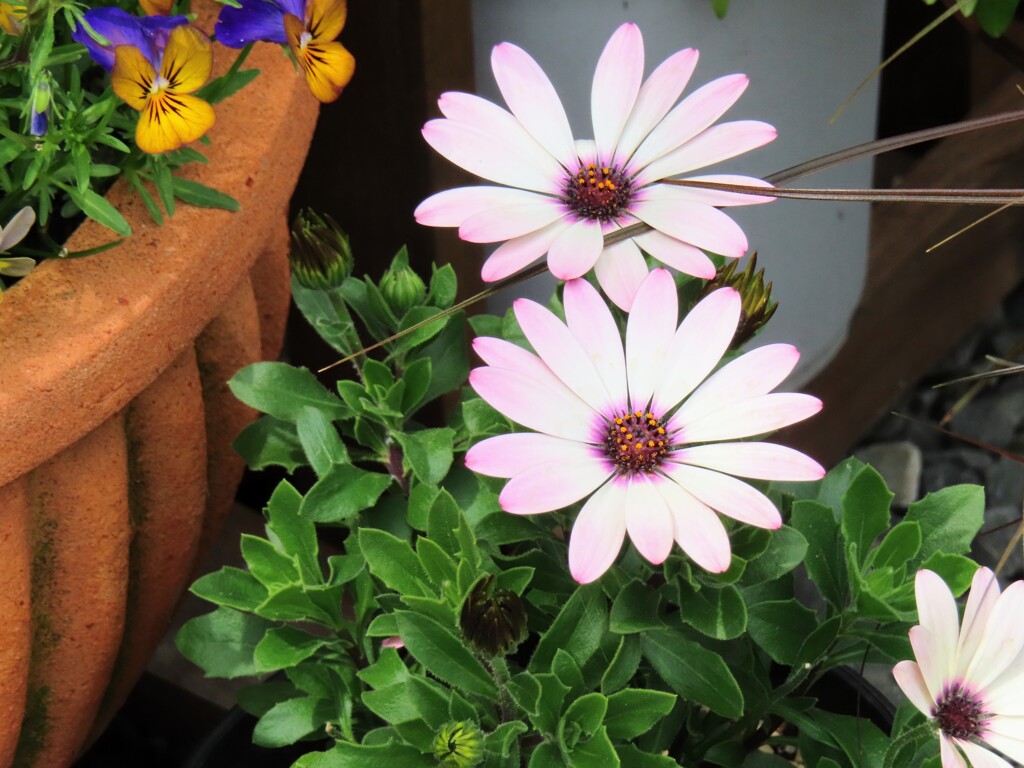 ケープマーガレット