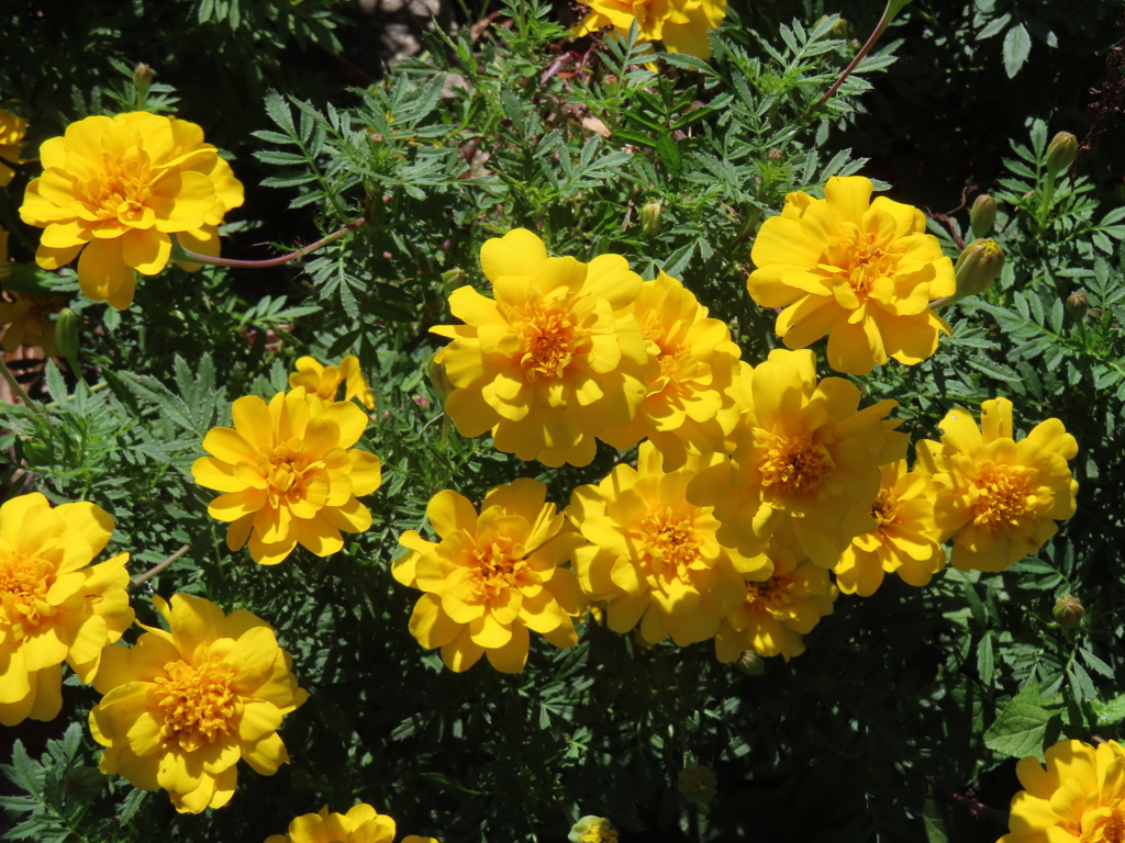 アフリカン・マリーゴールド