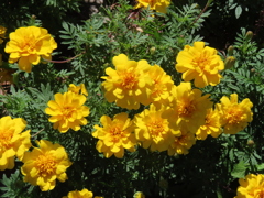 アフリカン・マリーゴールド