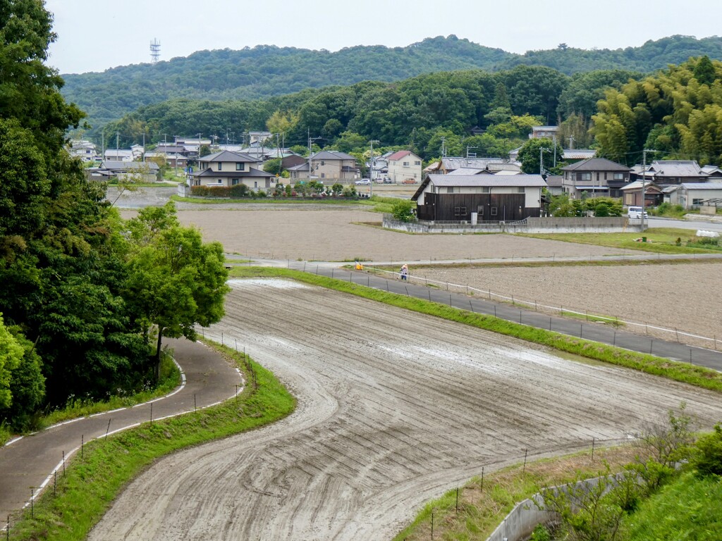 丘より