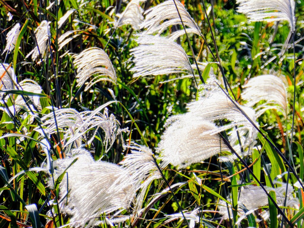 風とススキ
