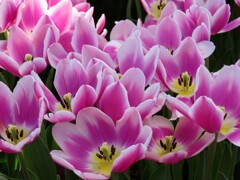 紫色のチューリップ