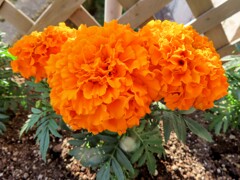 アフリカン・マリーゴールド