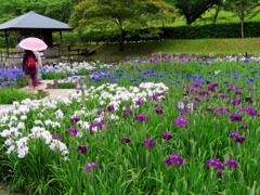 雨の菖蒲園