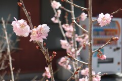 椿寒桜