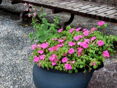 インパチェンス