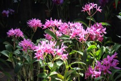 グアリアンセ・スキネリ