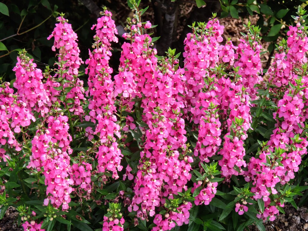 アンゲロニア・サリカリーフォリア