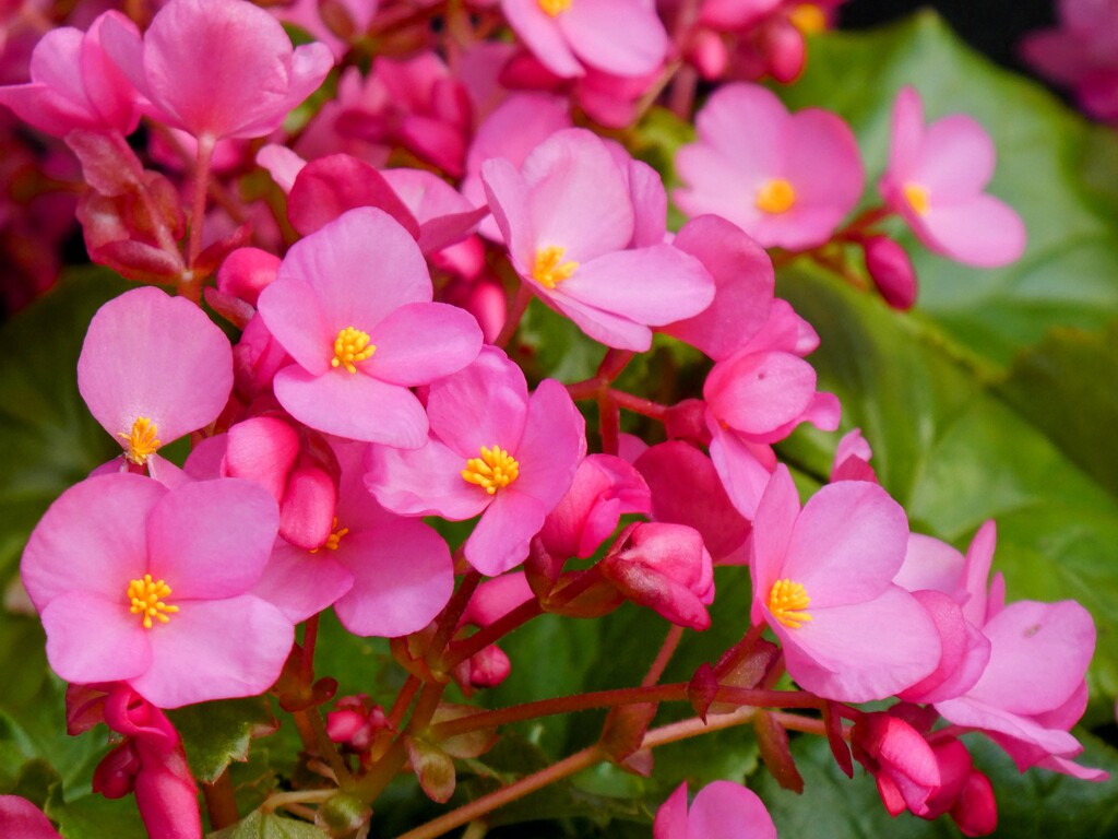 ピンク色の花1
