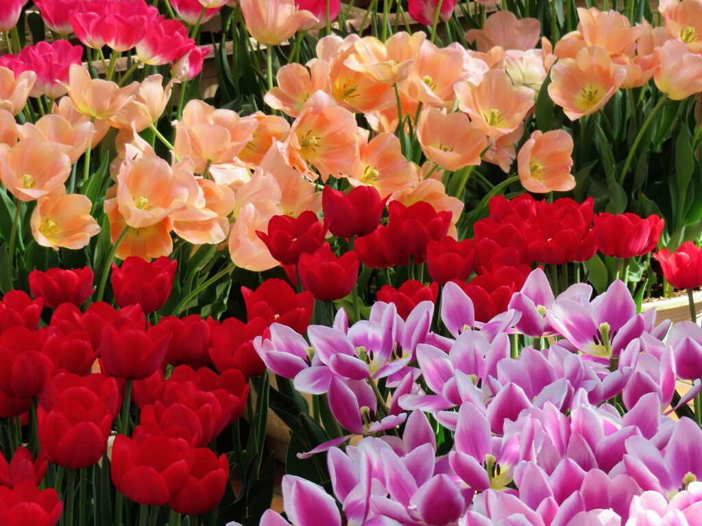 チューリップ祭りにて