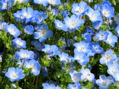 ネモフィラ・メンジーシー