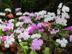 モスオーキッド