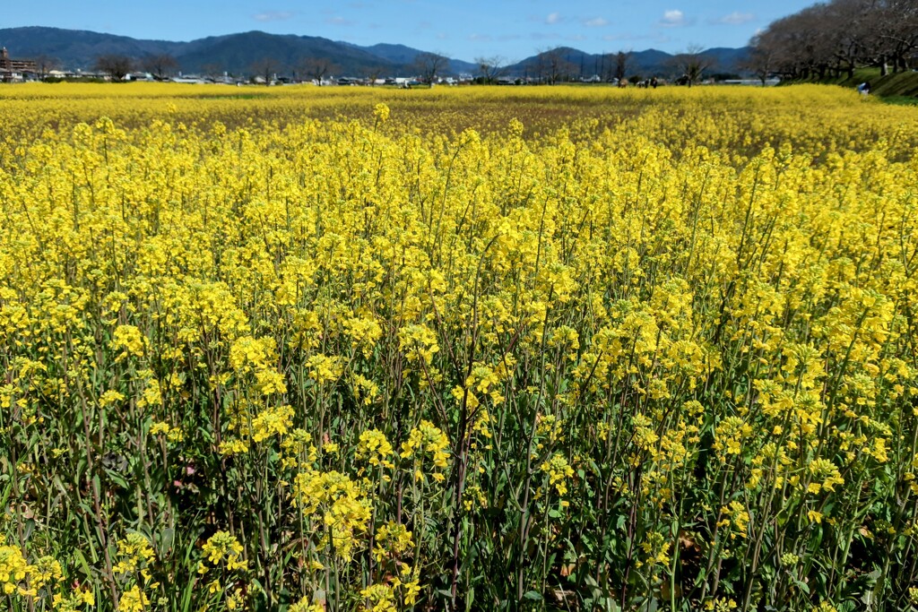 菜の花
