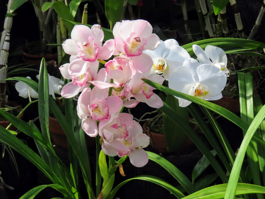 シンビジウム・フッケリナム