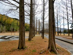 冬のメタセコイア