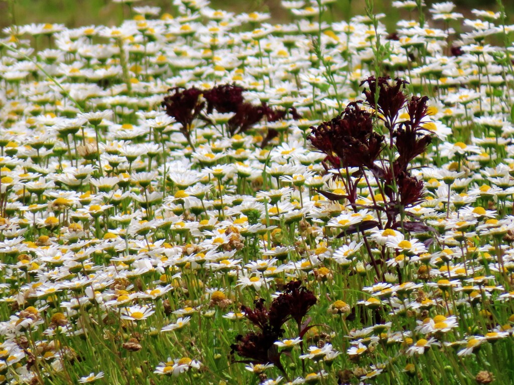 一面のノースポール