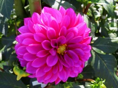 ピンクのダリア