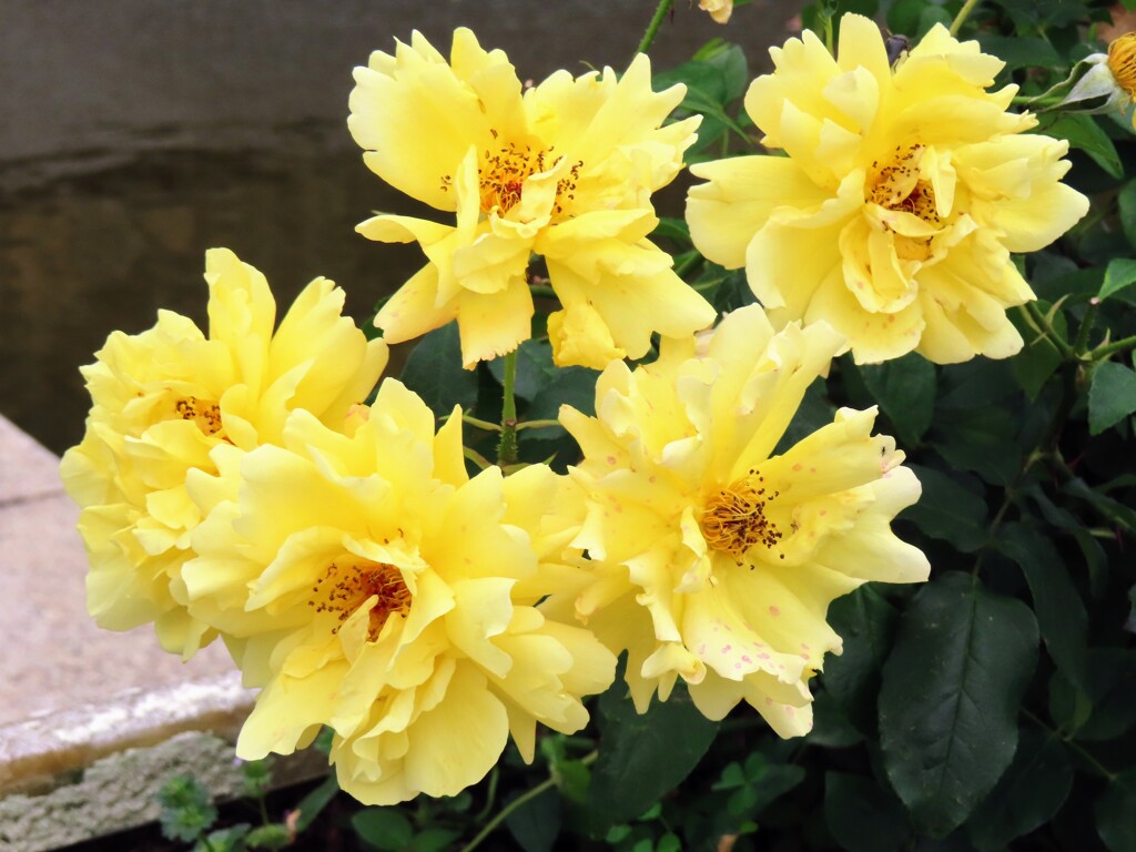 黄色いミニバラ