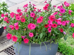 赤いペチュニア