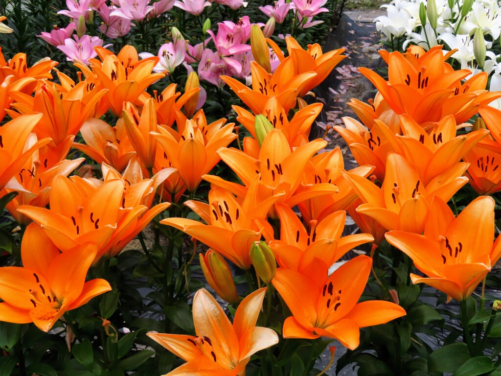 リリウム・ブルビフェラム