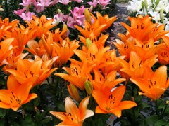 リリウム・ブルビフェラム