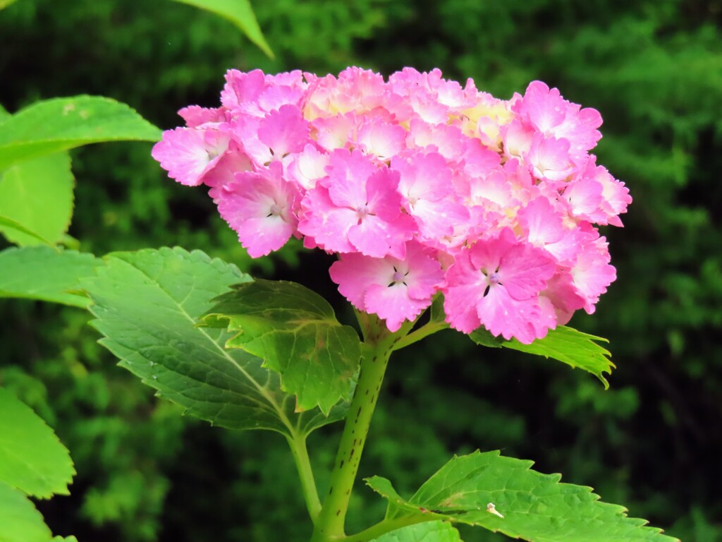 ピンクの紫陽花