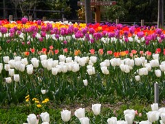 チューリップ