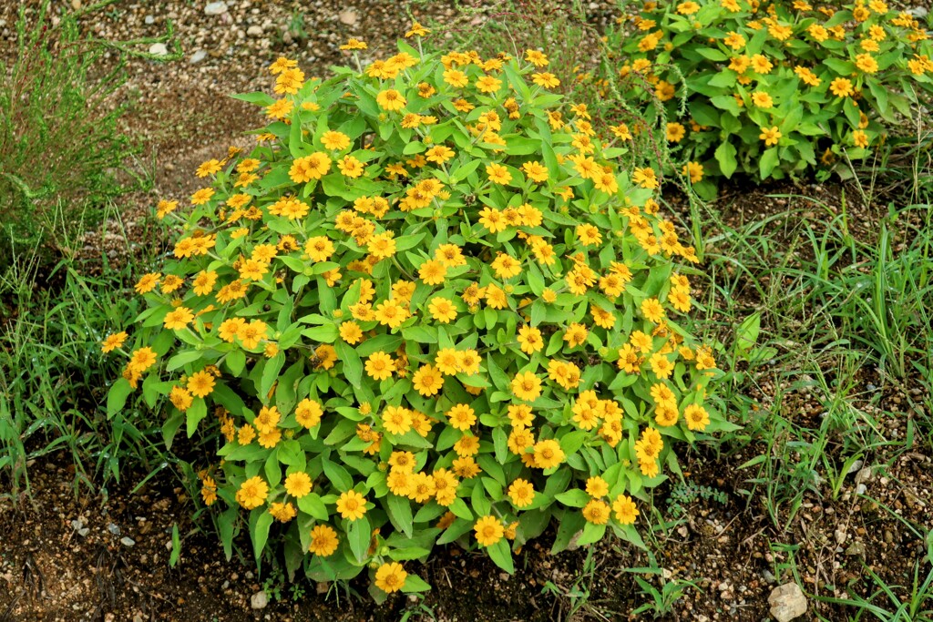 メランポジウム