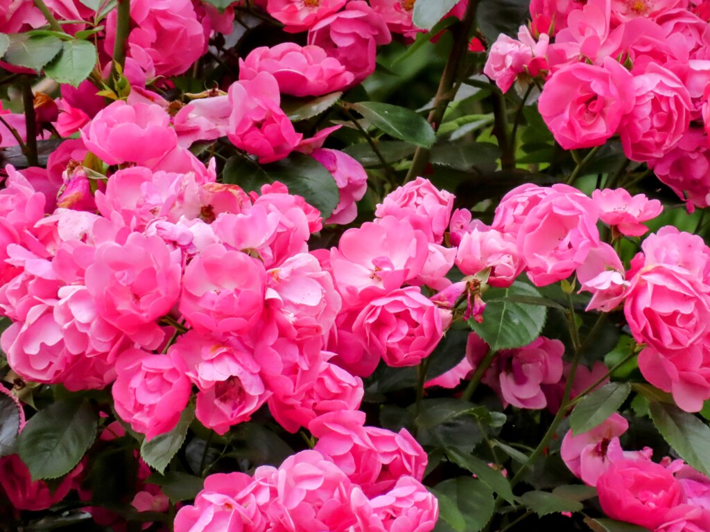 チャイナローズ