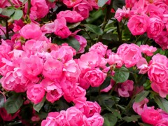 チャイナローズ