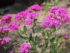 ムシトリナデシコ