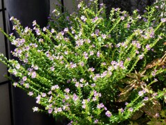 メキシコハナヤナギ