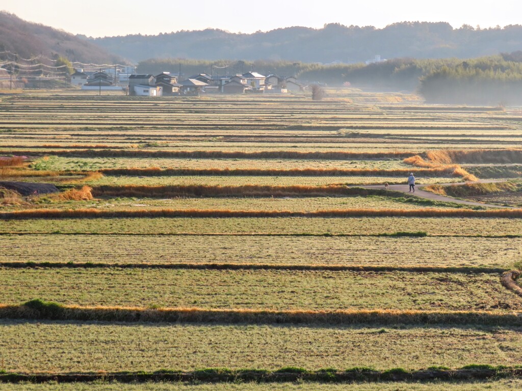 朝の田園