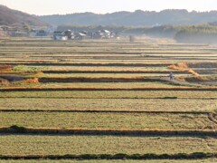 朝の田園