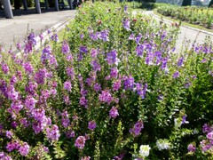 アンゲロニア・サリカリーフォリア